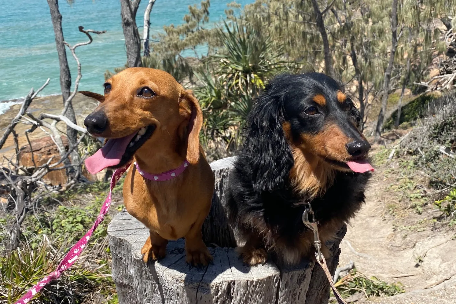 Lily and Coco, two miniature dachshunds, on a tree stump by the ocean